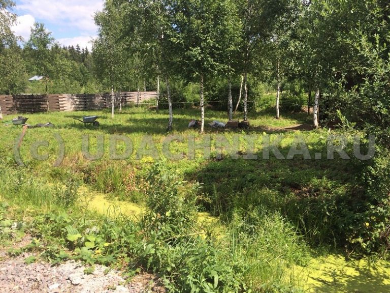 Покупая участок остерегайтесь таких заболоченных участков